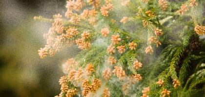 Mountain cedar tree releasing pollen in Austin's fall season.