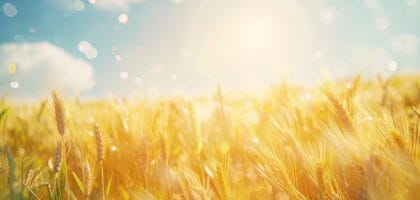 Sunny wheat field with pollen